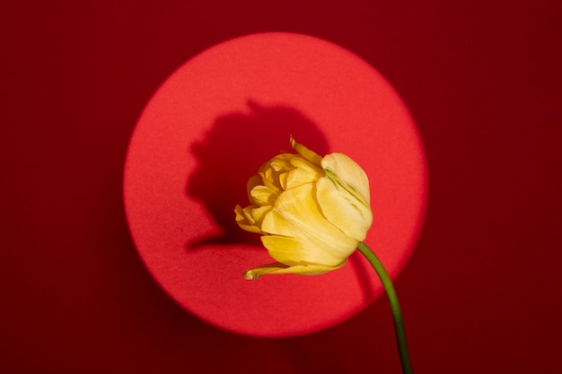 Foto gratuita papel pintado de primavera con flor amarilla