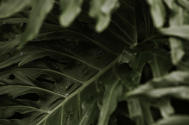 Papel tapiz de fondo de hoja estética, imagen de naturaleza tropical