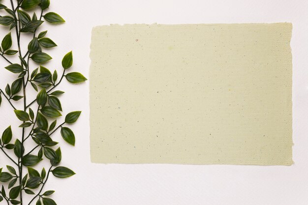 Papel con textura en blanco cerca de la planta verde sobre fondo blanco