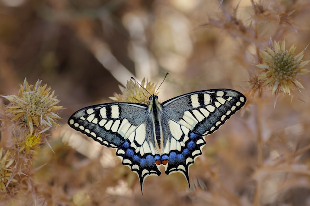 Papilio machaon con sus colores vibrantes