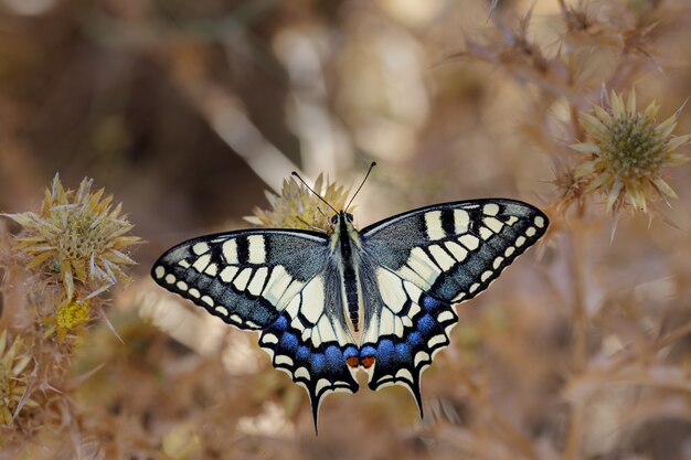 Papilio machaon con sus colores vibrantes