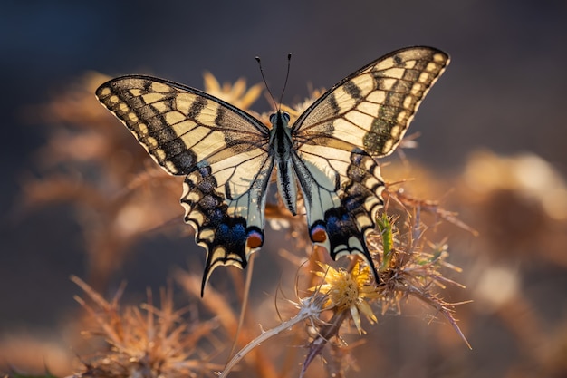 Foto gratuita papilio machaonx