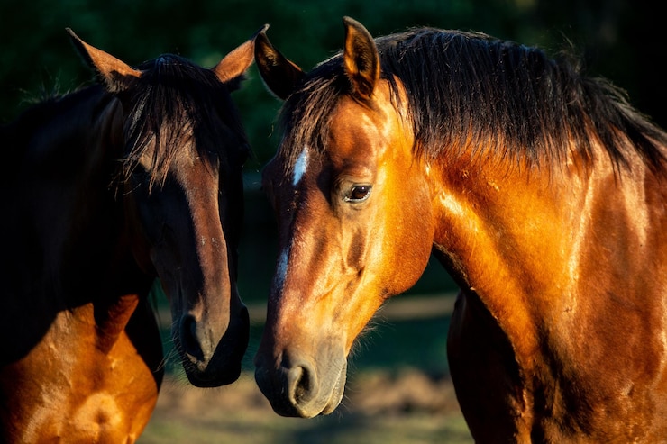 Foto gratuito par de caballos marrones en un campo soleado en hungría
