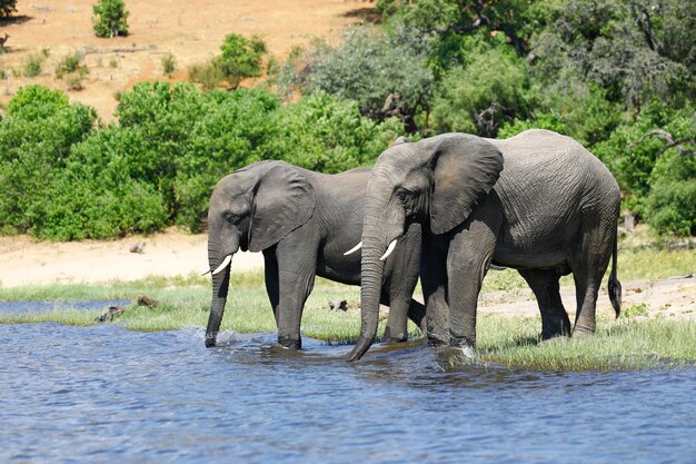 Par de elefantes bebiendo de un abrevadero en la sabana.