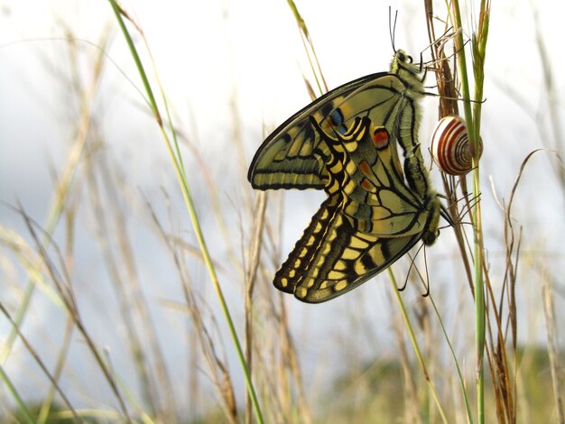 Par de mariposas cola de golondrina maltés de apareamiento junto a un caracol