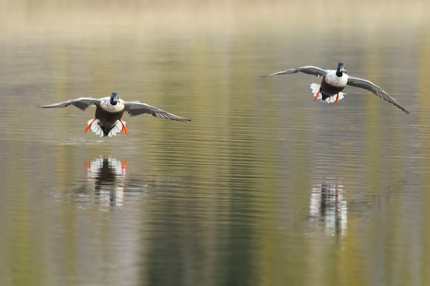 Foto gratuita par de patos en vuelo sobre el lago