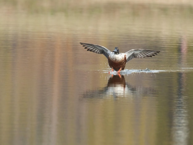 Par de patos en vuelo sobre la superficie de otoño