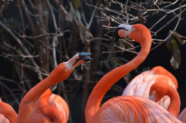 Par de peleas de pájaros flamencos americanos jugando.