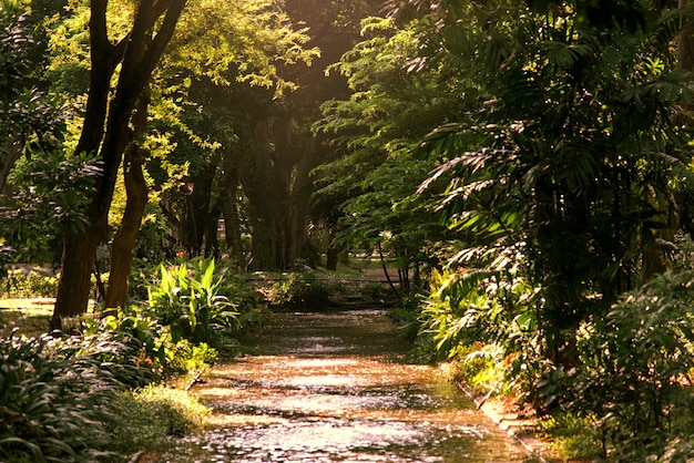 Parche a través de un bosque verde