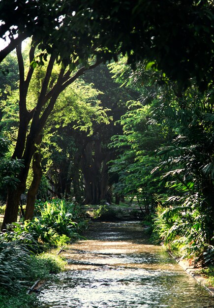 Parche a través de un bosque verde