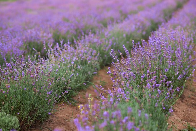 Parches de lavanda en flor violeta en tierras de cultivo de campo