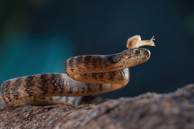 Pareas carinatus con caracol en la cabeza