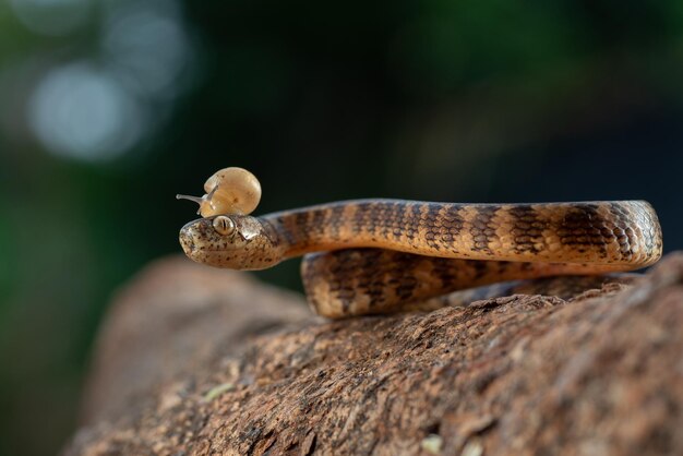 Pareas carinatus con caracol en la cabeza