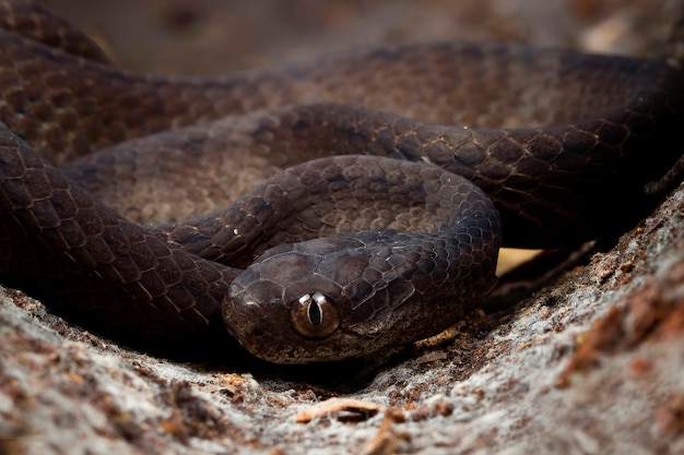 Pareas carinatus durmiendo en círculo visto desde arriba