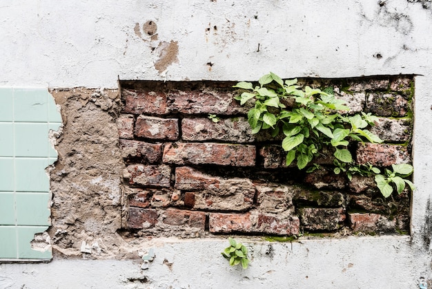 Pared de ladrillo