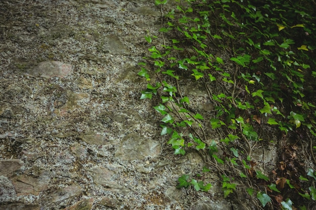 Pared de piedra con las hojas verdes