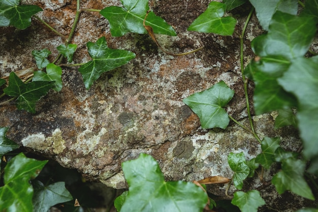 Pared de piedra con las hojas verdes