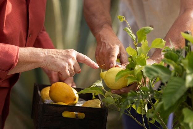 Pareja de ancianos recogiendo verduras de su jardín en el campo