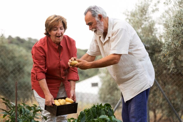 Pareja de ancianos recogiendo verduras de su jardín en el campo