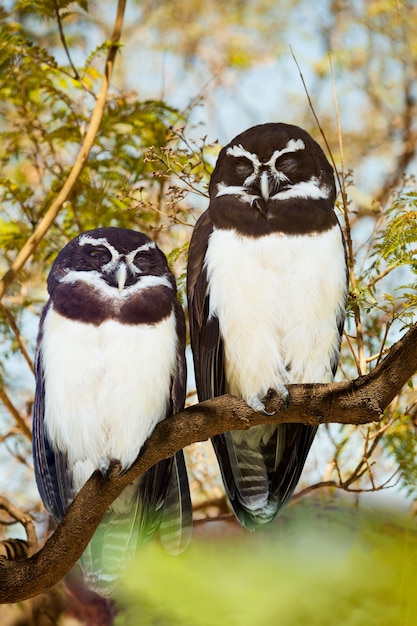 Pareja de búhos