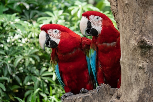 Pareja colorida pájaro loro guacamayo rojo en árbol de la naturaleza