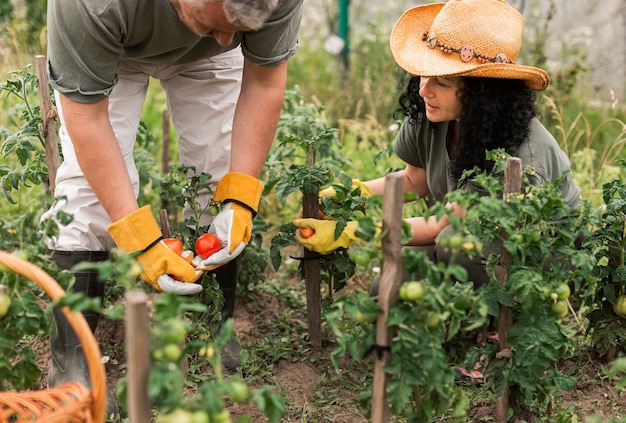 Pareja mayor, cosecha, tomates