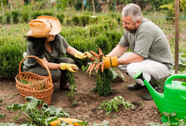 Foto gratuita pareja mayor, cosecha, zanahorias