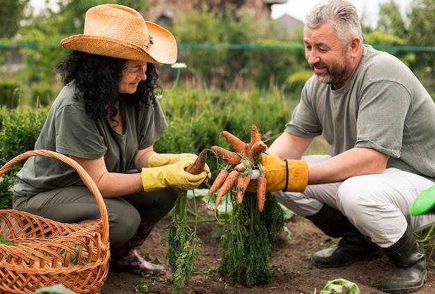 Pareja mayor, cosecha, zanahorias