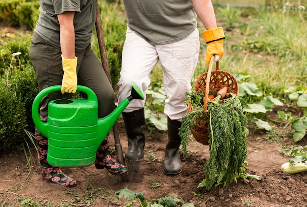 Pareja mayor, cosecha, zanahorias