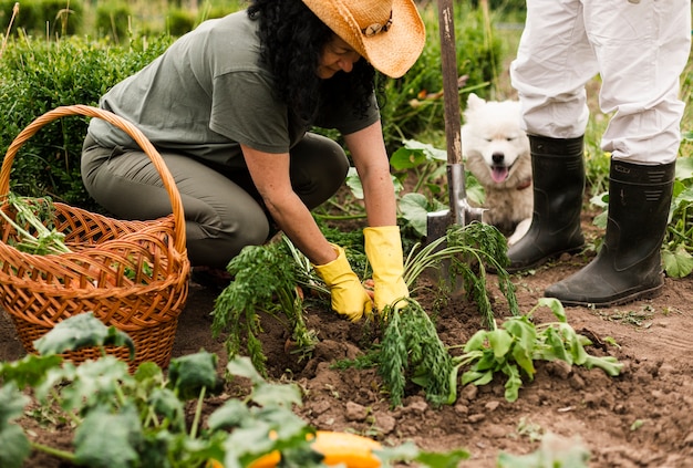 Pareja mayor, cosecha, zanahorias