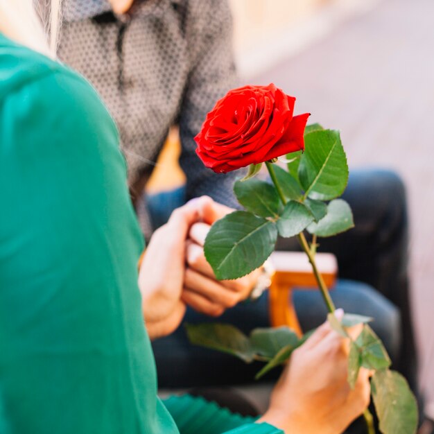 Pareja sosteniendo mutuamente la mano que sostiene la hermosa rosa roja