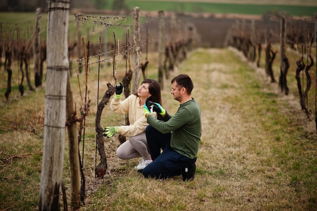 Pareja trabajando en viña a principios de primavera