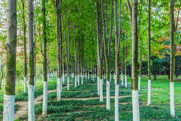 parque con árboles