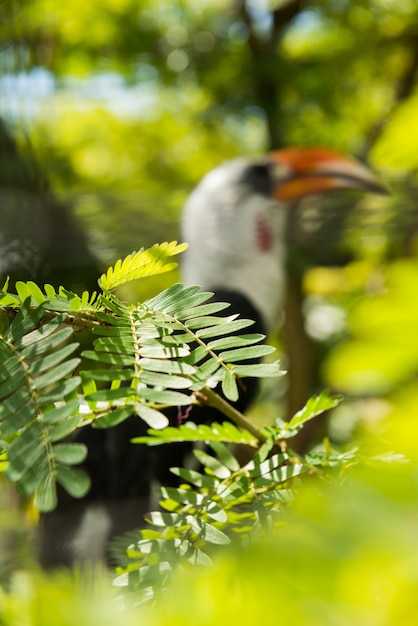 Parque de aves de Bali en Sanur