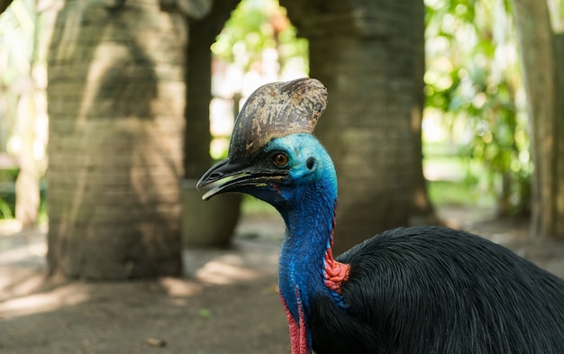 Foto gratuita parque de aves de bali en sanur