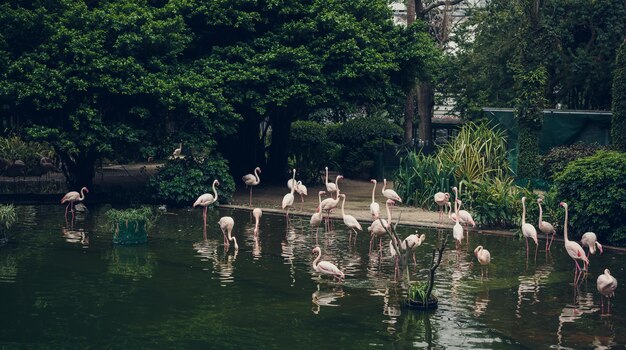 Foto gratuita parque con flamencos en medio de hong kong