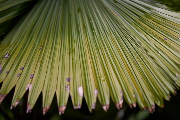 parque forestal macro verde