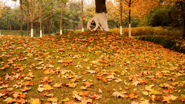 Foto gratuita parque con hojas secas en el suelo