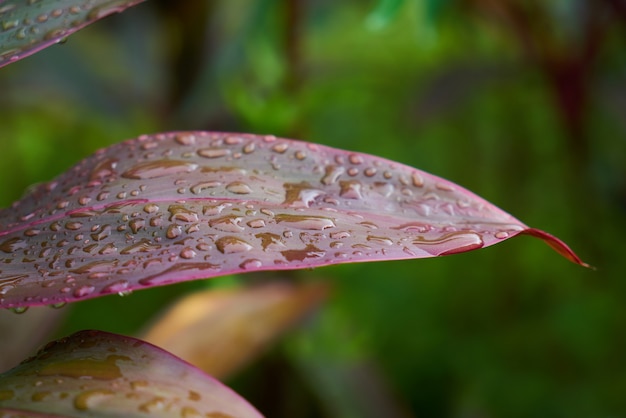 Foto gratuita parque jardín de verano húmedo lluvioso