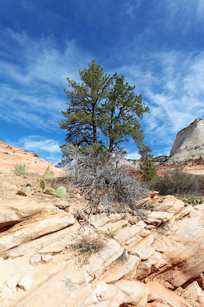 Parque Nacional Zion, Estados Unidos. Los pintorescos acantilados multicolores crean un paisaje inolvidable