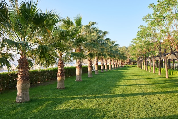 Parque de palmeras verdes y sus sombras sobre el césped.