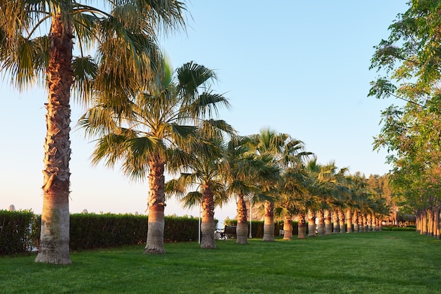 Parque de palmeras verdes y sus sombras sobre el césped.