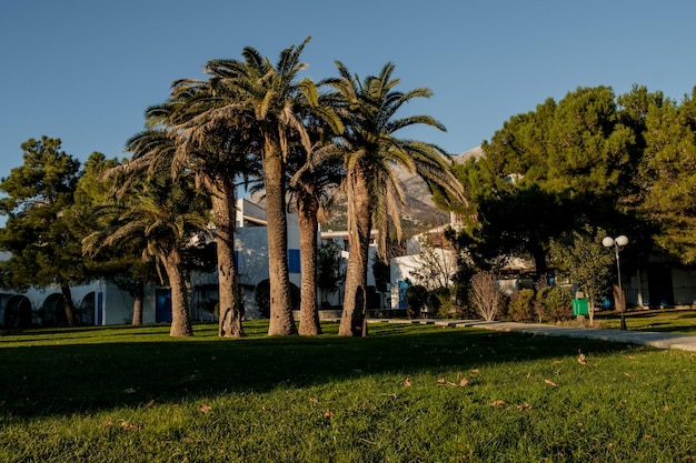 Parque de primavera con palmeras en el fondo de las montañas Montenegro