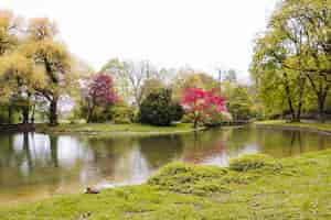 Foto gratuita parque verde con frondosos árboles