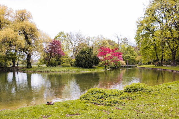 Parque verde con frondosos árboles