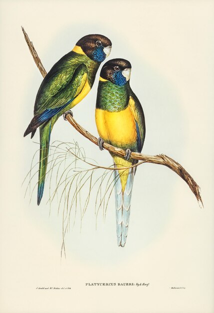 Parrakeet (Platycercus Bauerii) ilustrado por Elizabeth Gould