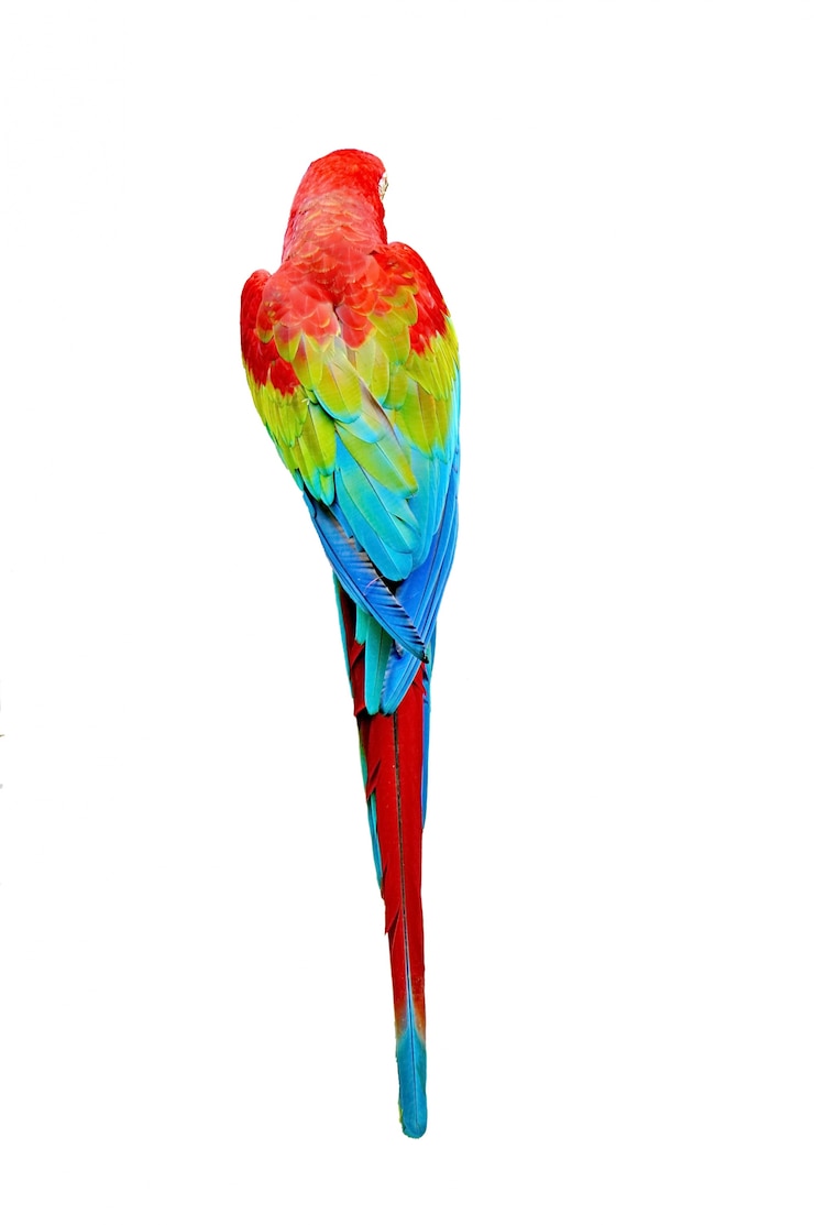 Photo Gratis parrot back