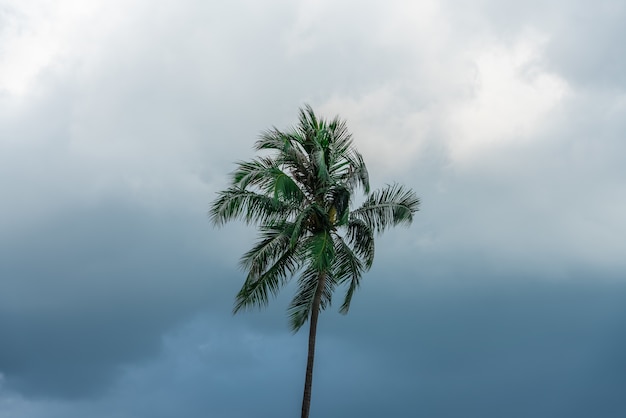 Parte superior de una palmera verde solitaria con el cielo oscuro