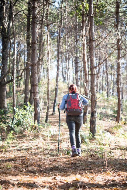 Parte trasera de las mujeres caminando con mochila caminando a través de un bosque de pinos.