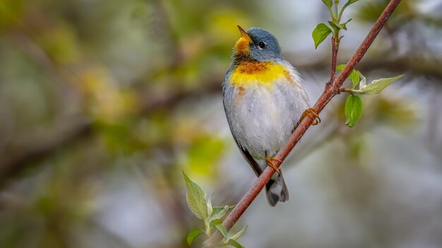 Una parula del norte posado en la rama de un árbol